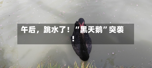 午后，跳水了！“黑天鹅	”突袭！-第1张图片