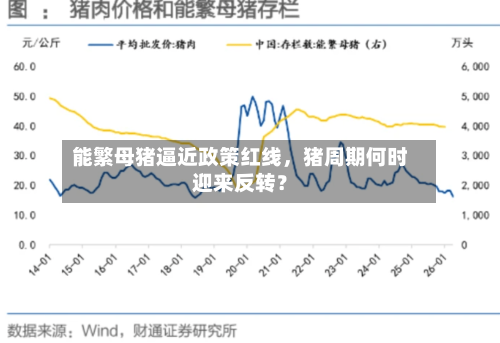 能繁母猪逼近政策红线，猪周期何时迎来反转？-第2张图片