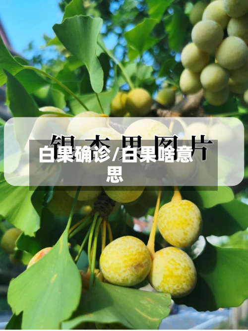 白果确诊/白果啥意思-第2张图片