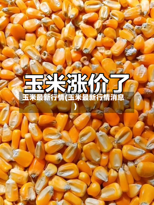 玉米最新行情(玉米最新行情消息)-第3张图片