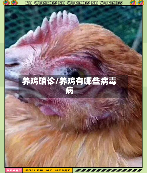 养鸡确诊/养鸡有哪些病毒病