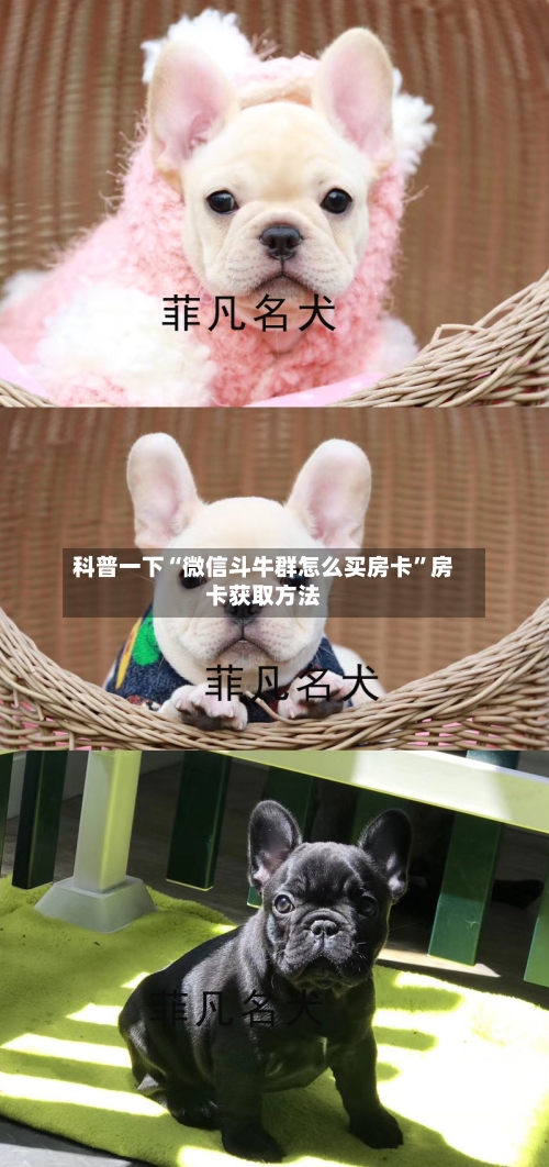 科普一下“微信斗牛群怎么买房卡”房卡获取方法-第2张图片