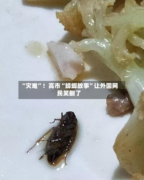 “灾难”！高市“蟑螂故事”让外国网民笑翻了