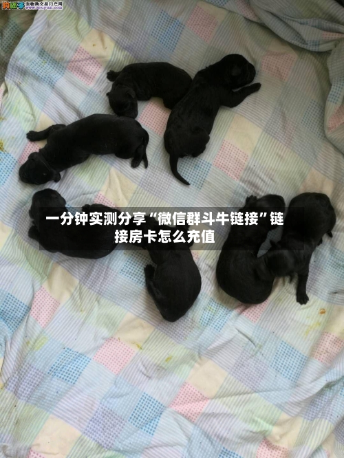 一分钟实测分享“微信群斗牛链接”链接房卡怎么充值-第3张图片
