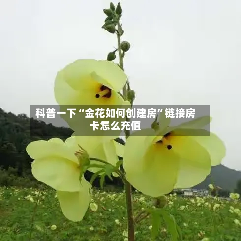 科普一下“金花如何创建房	”链接房卡怎么充值-第2张图片