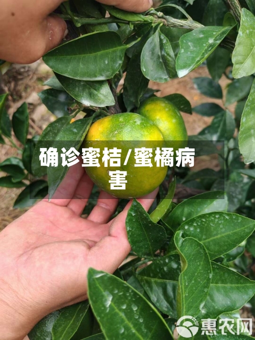 确诊蜜桔/蜜橘病害-第2张图片