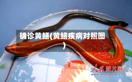 确诊黄鳝(黄鳝疾病对照图)
