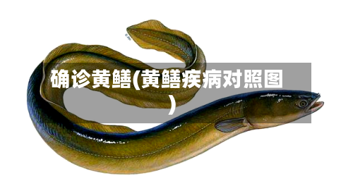 确诊黄鳝(黄鳝疾病对照图)-第2张图片