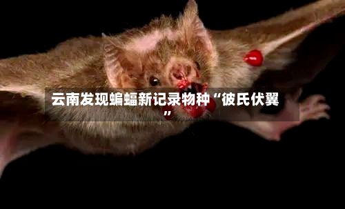 云南发现蝙蝠新记录物种“彼氏伏翼”-第2张图片