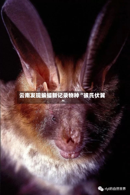 云南发现蝙蝠新记录物种“彼氏伏翼”
