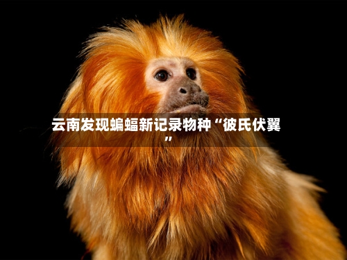 云南发现蝙蝠新记录物种“彼氏伏翼	”-第3张图片