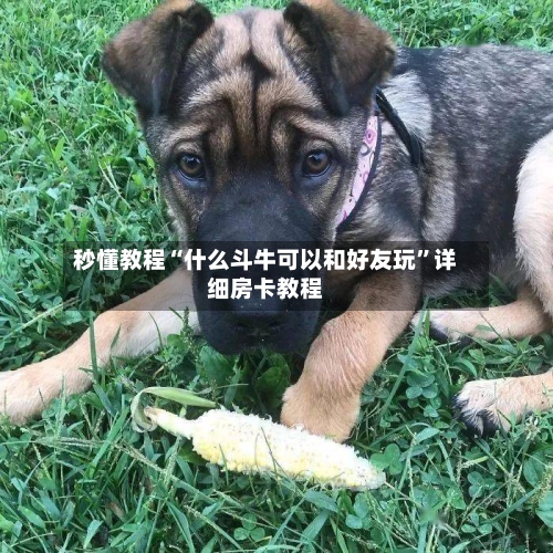 秒懂教程“什么斗牛可以和好友玩”详细房卡教程