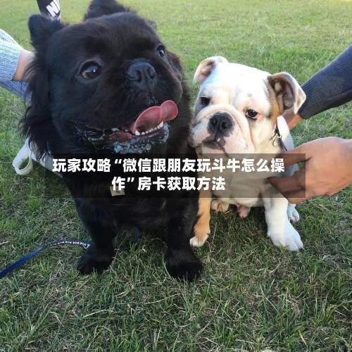 玩家攻略“微信跟朋友玩斗牛怎么操作	”房卡获取方法-第3张图片
