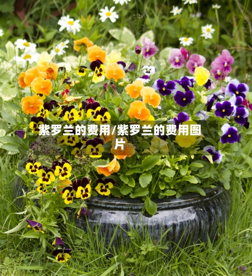 紫罗兰的费用/紫罗兰的费用图片-第2张图片