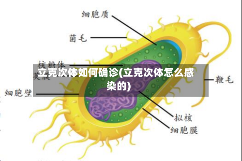 立克次体如何确诊(立克次体怎么感染的)