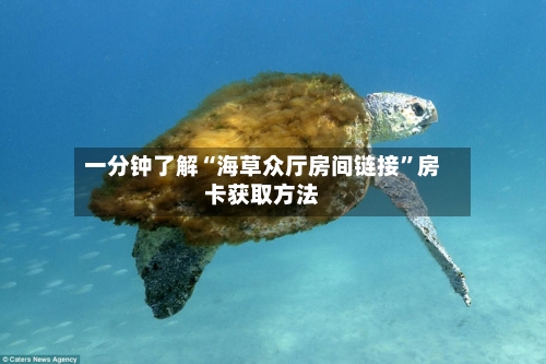 一分钟了解“海草众厅房间链接	”房卡获取方法-第2张图片