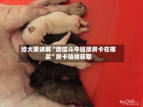 给大家讲解“微信斗牛链接房卡在哪买”房卡链接获取-第2张图片