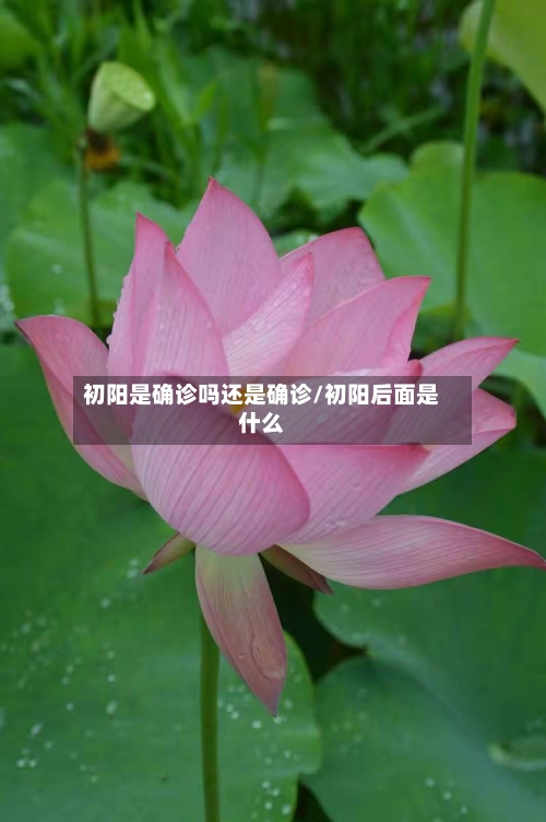 初阳是确诊吗还是确诊/初阳后面是什么-第2张图片