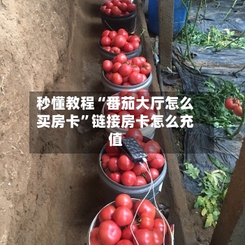 秒懂教程“番茄大厅怎么买房卡”链接房卡怎么充值