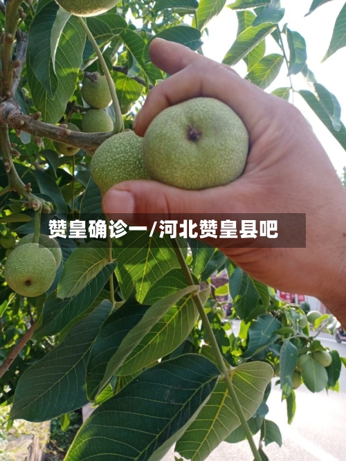 赞皇确诊一/河北赞皇县吧