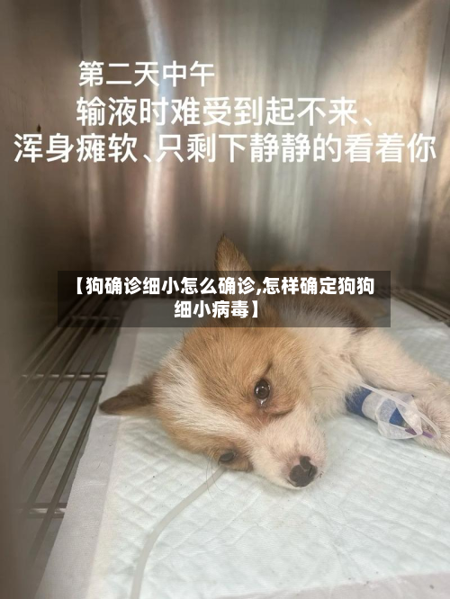 【狗确诊细小怎么确诊,怎样确定狗狗细小病毒】-第3张图片