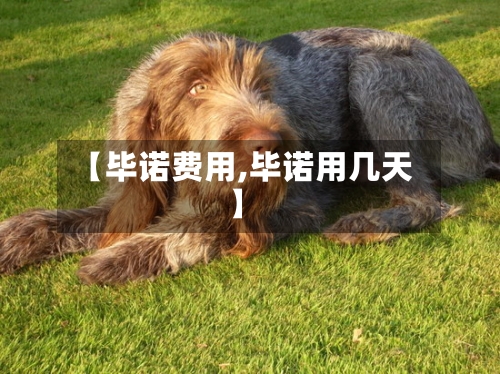 【毕诺费用,毕诺用几天】