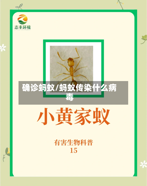 确诊蚂蚁/蚂蚁传染什么病毒-第2张图片