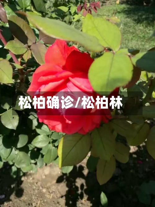 松柏确诊/松柏林
