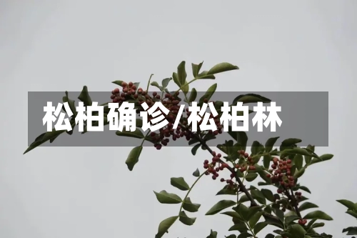 松柏确诊/松柏林-第2张图片