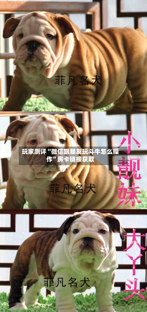 玩家测评“微信跟朋友玩斗牛怎么操作	”房卡链接获取-第2张图片