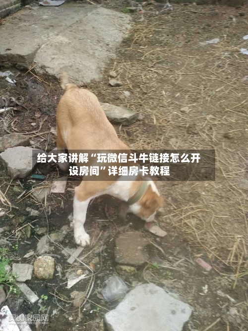 给大家讲解“玩微信斗牛链接怎么开设房间	”详细房卡教程-第2张图片