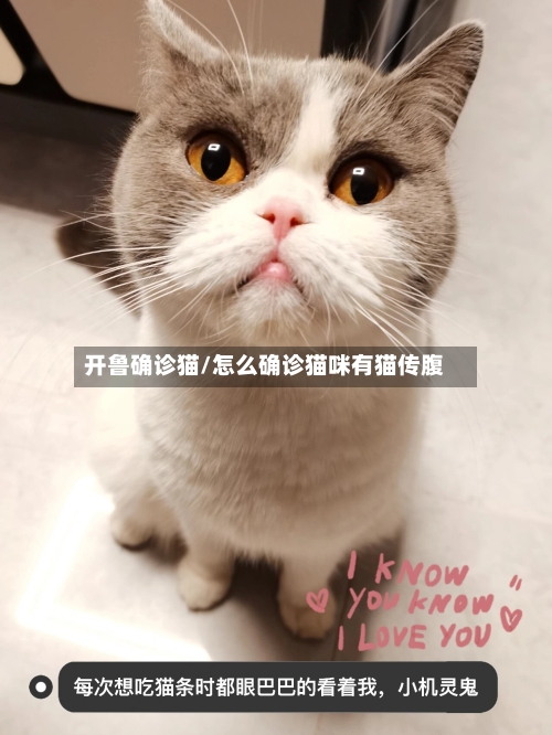 开鲁确诊猫/怎么确诊猫咪有猫传腹-第2张图片