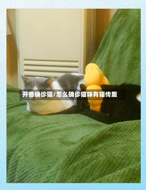 开鲁确诊猫/怎么确诊猫咪有猫传腹
