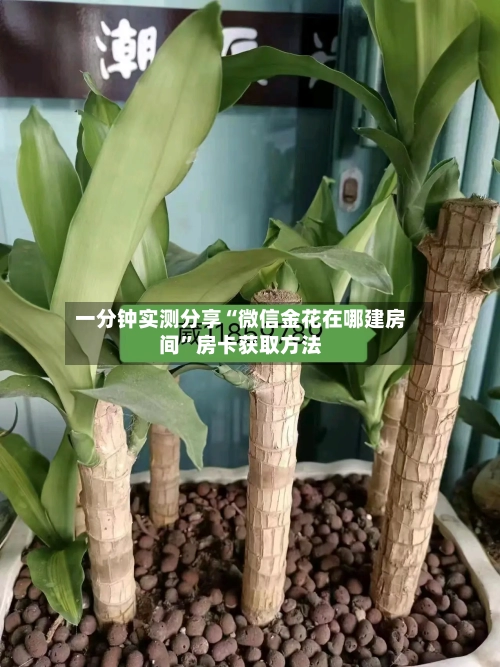 一分钟实测分享“微信金花在哪建房间	”房卡获取方法-第2张图片