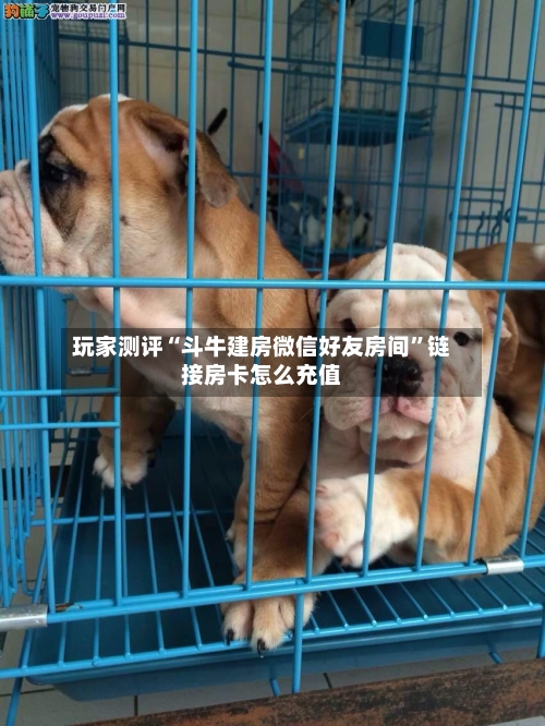 玩家测评“斗牛建房微信好友房间”链接房卡怎么充值-第2张图片