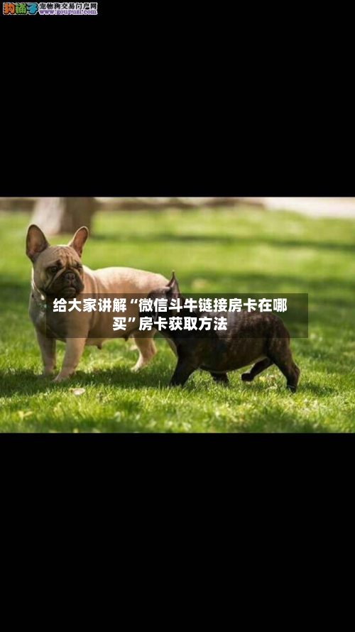 给大家讲解“微信斗牛链接房卡在哪买”房卡获取方法-第2张图片