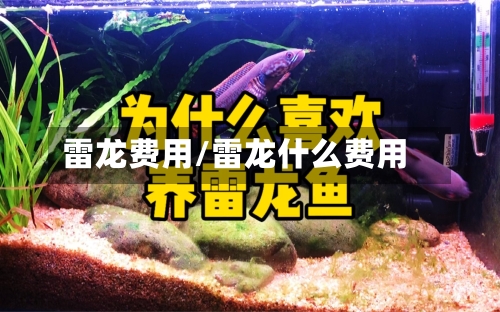 雷龙费用/雷龙什么费用-第2张图片