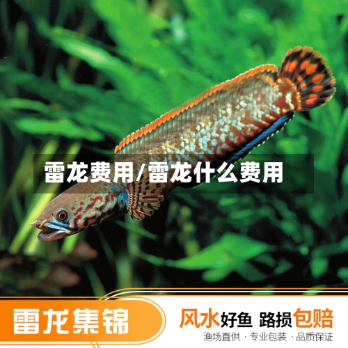 雷龙费用/雷龙什么费用