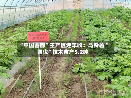 “中国薯都”主产区迎丰收:马铃薯“四优”技术亩产5.2吨