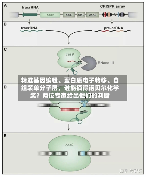 精准基因编辑	、蛋白质电子转移、自组装单分子层，谁能摘得诺贝尔化学奖？两位专家给出他们的判断-第3张图片