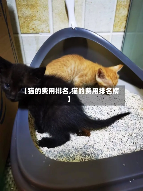 【猫的费用排名,猫的费用排名榜】