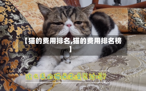 【猫的费用排名,猫的费用排名榜】-第2张图片